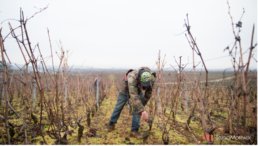 Winemaker pruning vines 