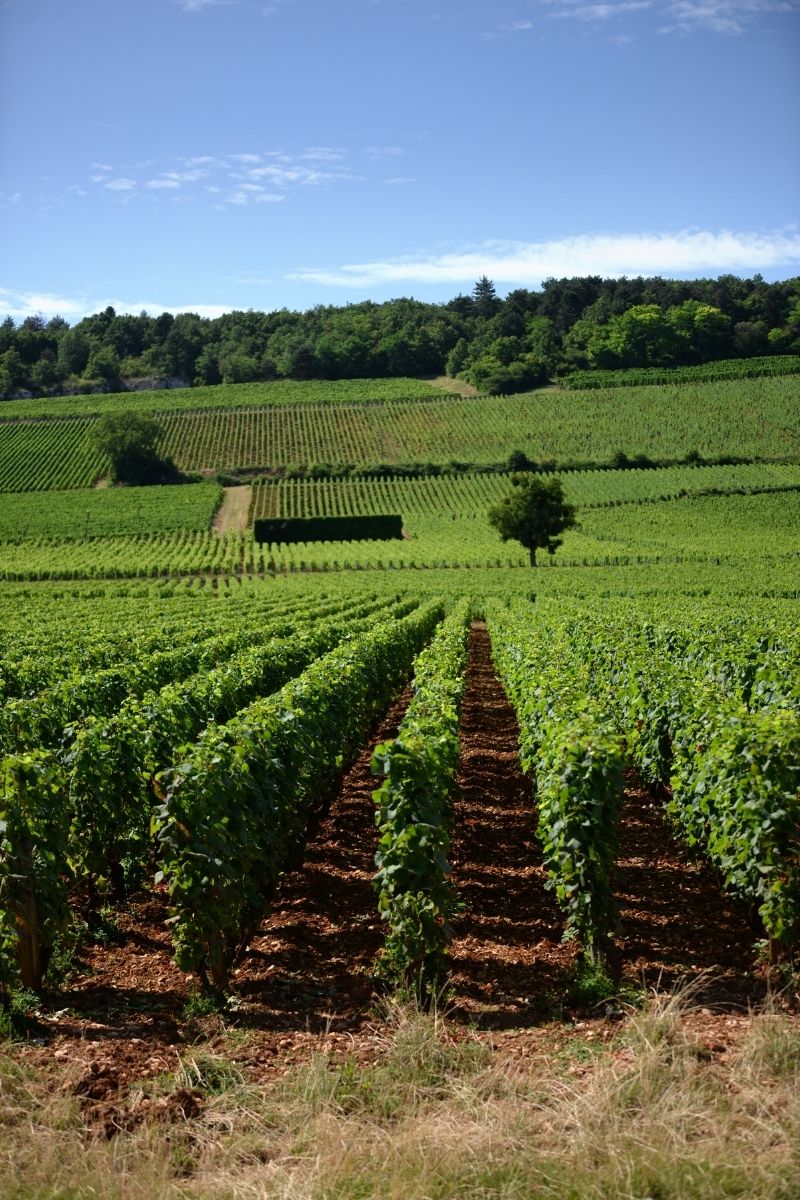 Domaine Trapet Père & Fils in Gevrey-Chambertin