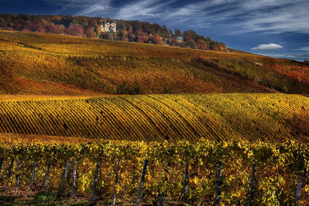 Vineyard in Champagne, France