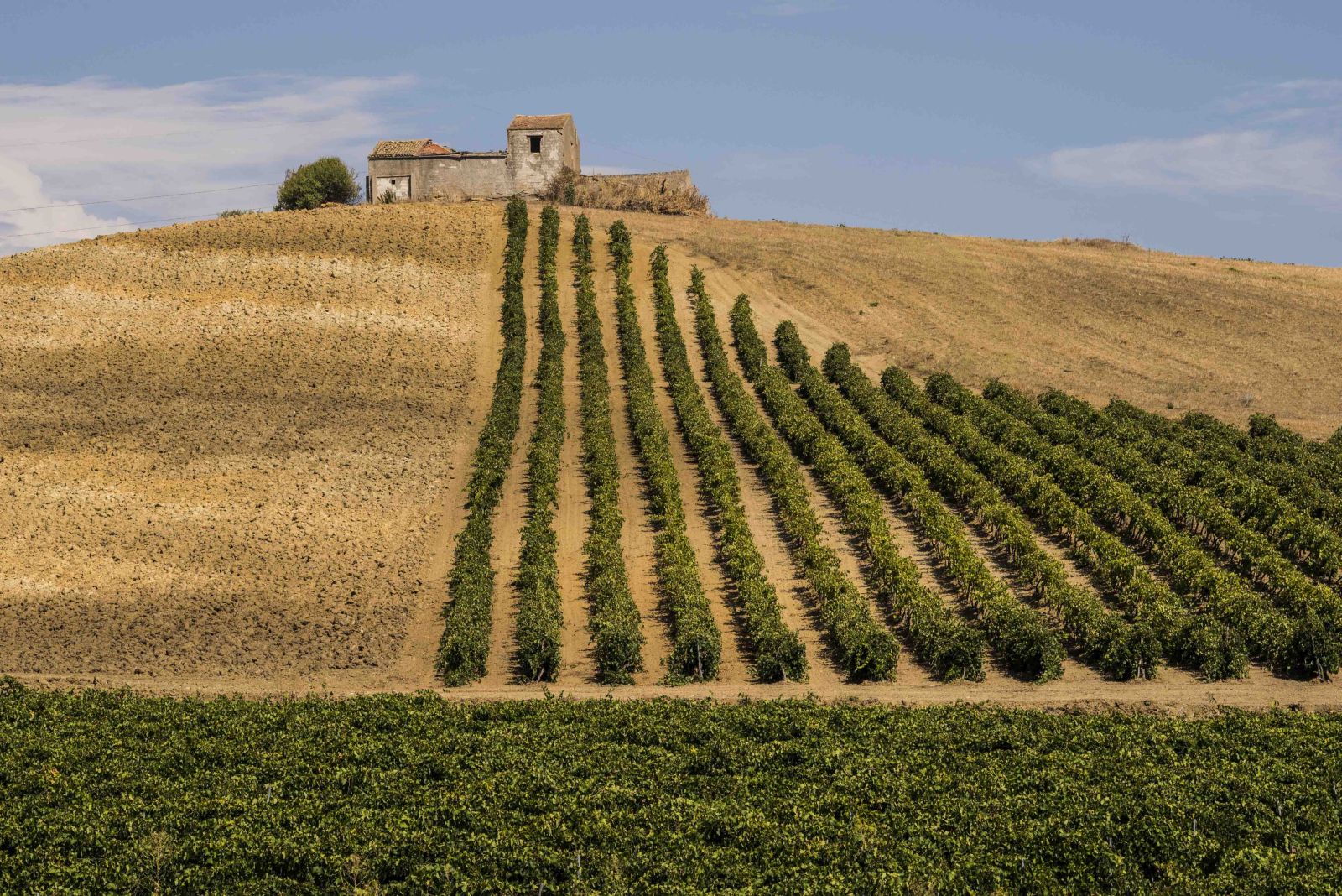 Vineyard landscape in Sicily, Consorzio DOC Sicilia