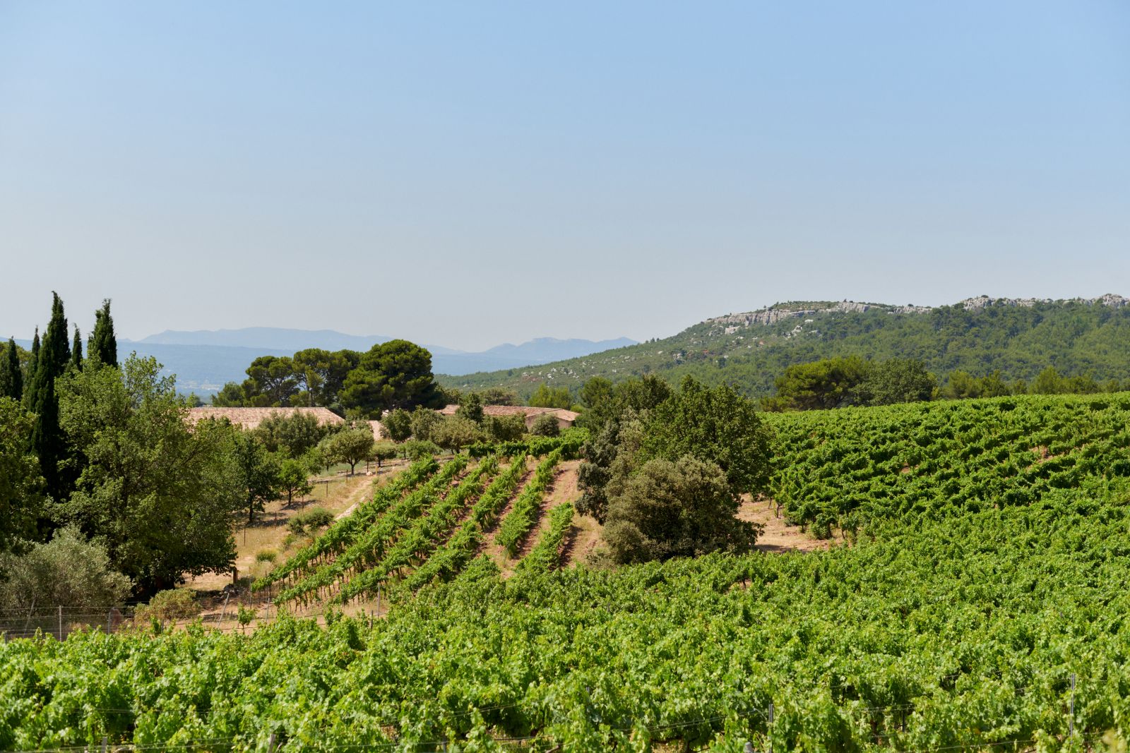 Sunlit Provence vineyard with rolling hills and sea views, capturing the region’s Mediterranean character.