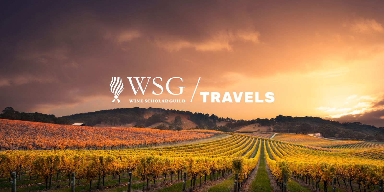 Vineyard background harvest highlighting WSG Travels